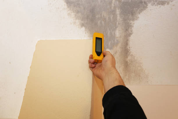 Best Mold Damage Restoration  in Summerfield, NC